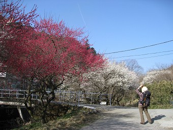 遊歩道梅林