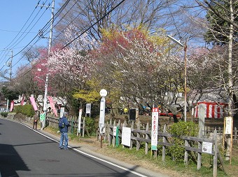 関所梅林