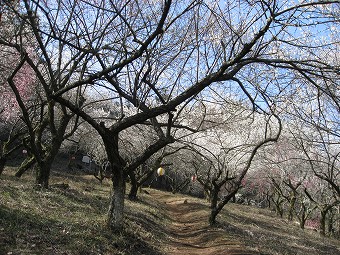 天神梅林