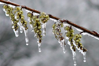 雨氷