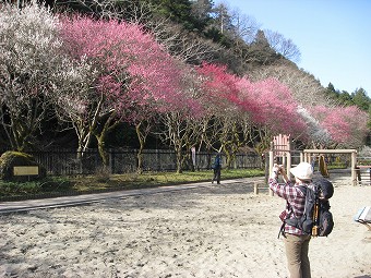 駒木野梅林