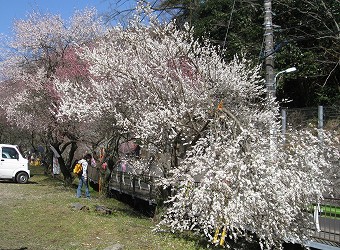 湯の花梅林