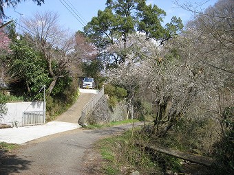 中沢川に沿って