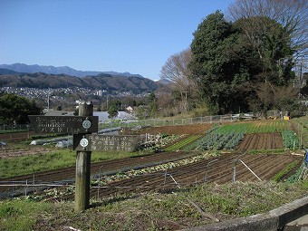 奥は丹沢