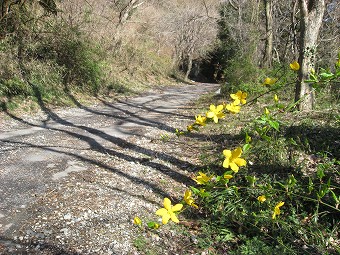 ヤマブキ咲く道