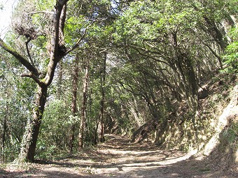 峯の薬師　　東参道