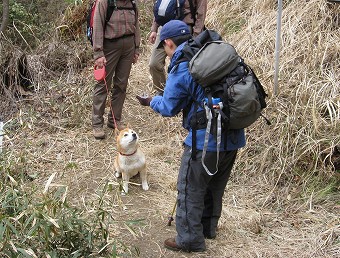 柴犬ポコ君