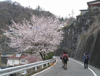 沿道の桜