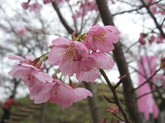 河津桜？