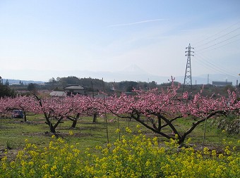 富士山