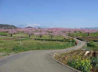 新府桃源郷