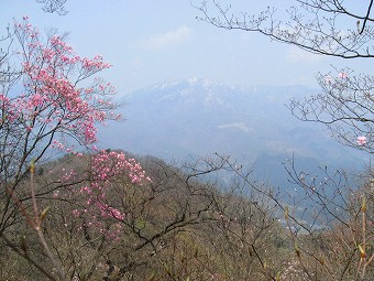 アカヤシオと女峰山