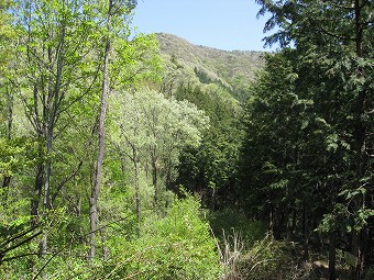 新緑輝く扇山