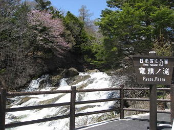 ミツバツツジの花がない竜頭ノ滝