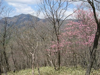 半月山とアカヤシオ