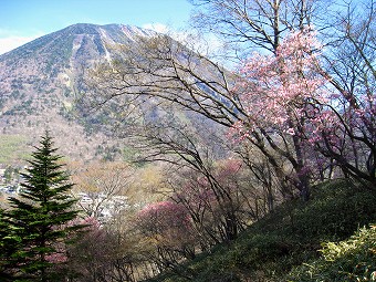 男体山とアカヤシオ