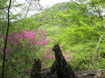 ミツバツツジが満開