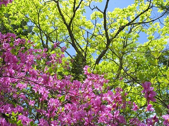 ミツバツツジと新緑と青空