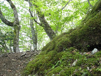 苔むす樹林帯