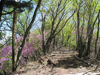 酉谷山への道