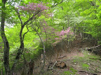 シロヤシオとトウゴクミツバツツジ