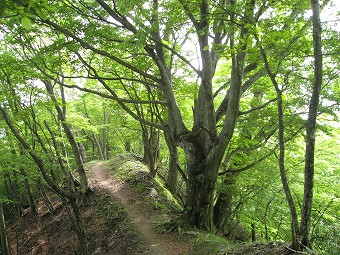 ヨコスズ尾根