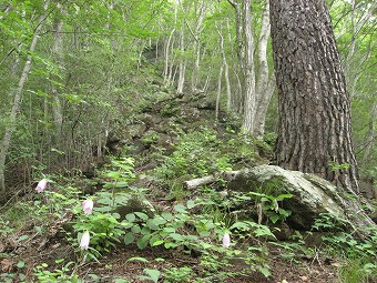 矢平山へ