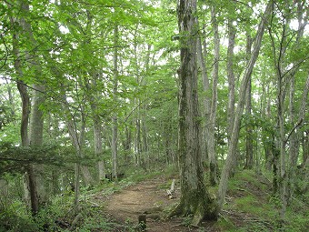 雑木林の尾根