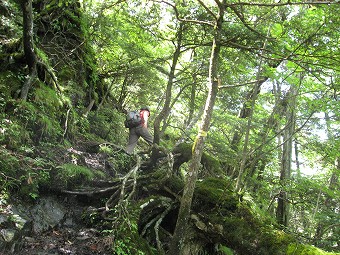 苔むす樹林帯