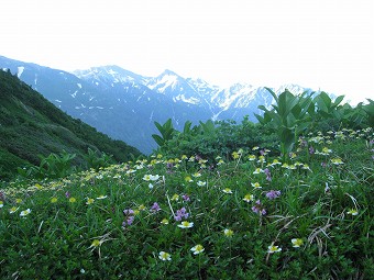 チングルマと白馬岳