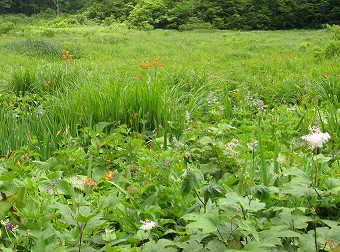 兵馬ノ平の花畑