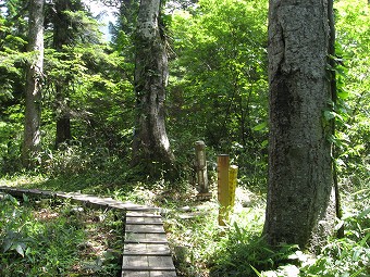 蓮華の森　分岐