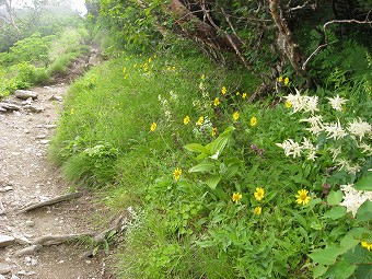 千枚岳への道