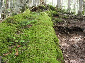 苔むす倒木