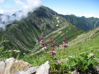 花畑へ