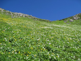 前岳の花畑