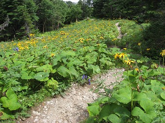 マルバダケブキの花畑