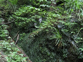 苔むす岩から雫