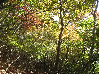 うっすら紅葉