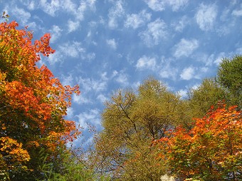 紅葉と秋の空