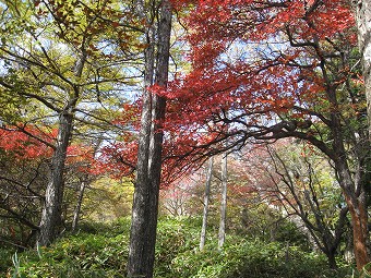 紅葉の笹道