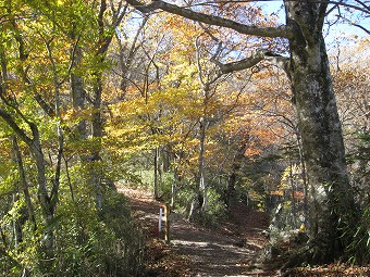 山道分岐