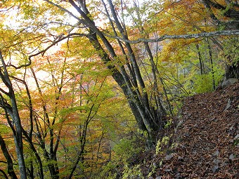 巻き道紅葉