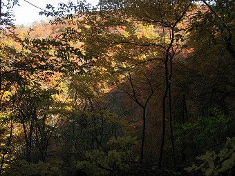 紅葉の壁