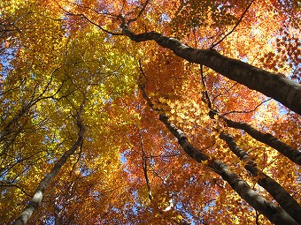 向山の紅葉