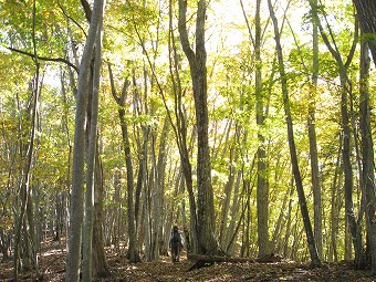 向山から三頭山へ