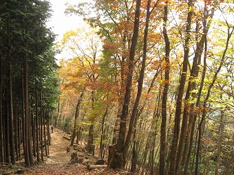 藤棚山下り