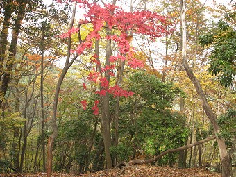 鮮やかな紅葉