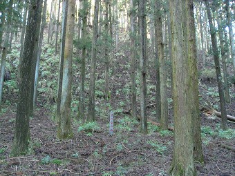 清川宝の山