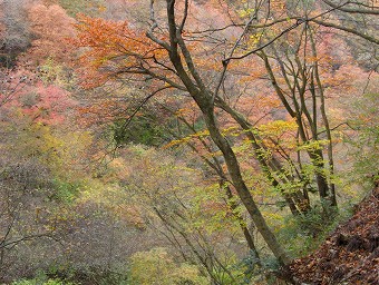 紅葉